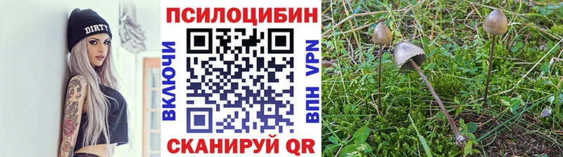 Псилоцибиновые грибы Cubensis  Купить где  Бийск